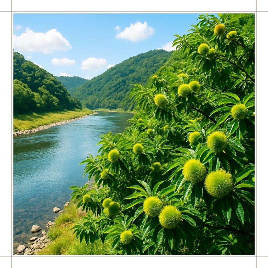 栗焼酎ダバダ火振とは?その魅力